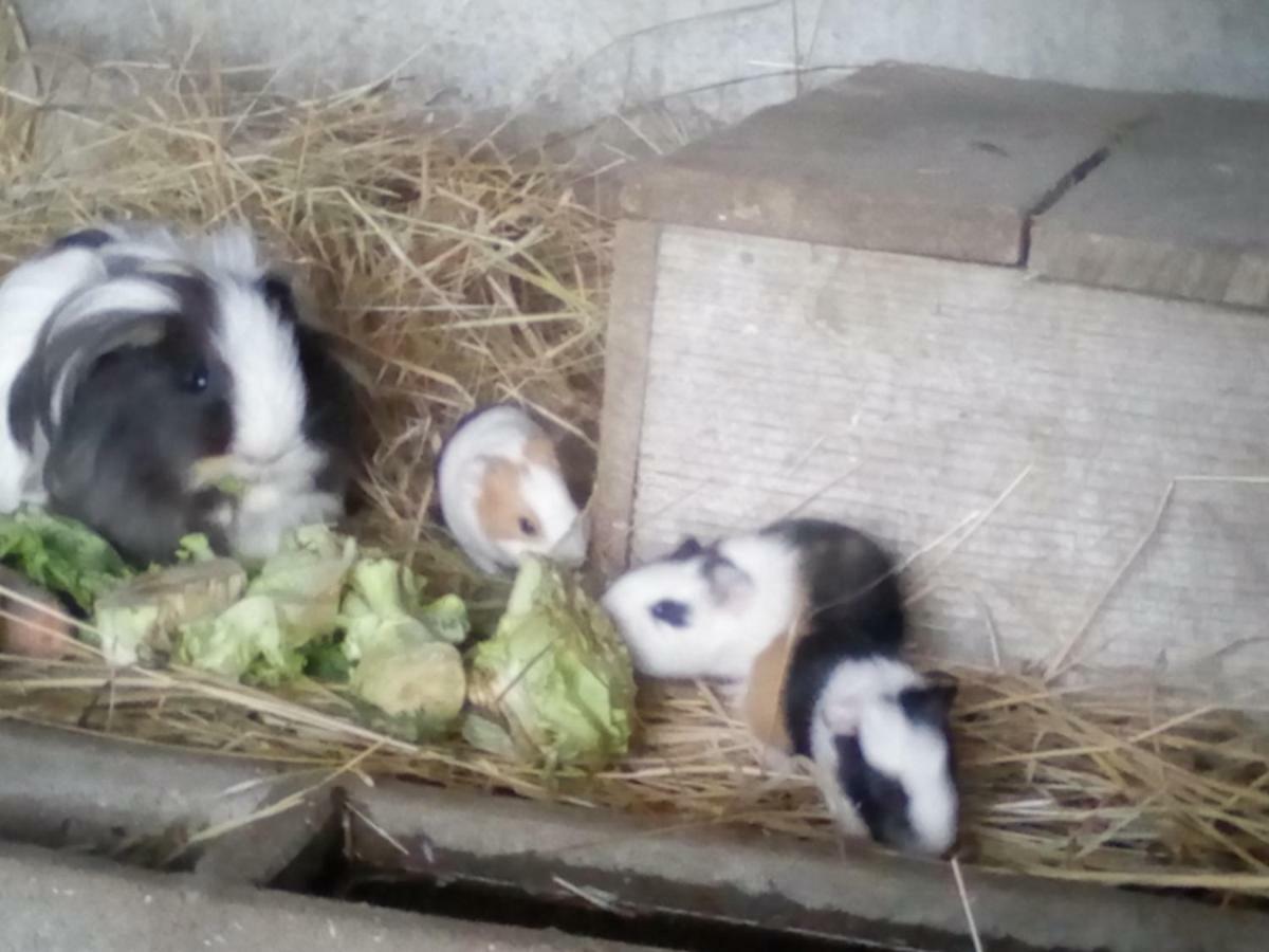 La Ferme Du Vincin Bed & Breakfast Vannes Ngoại thất bức ảnh